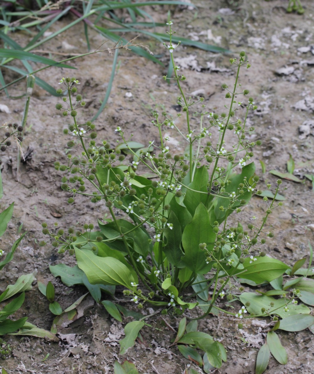 Nathan Taylor (https://www.inaturalist.org/observations/15772312)